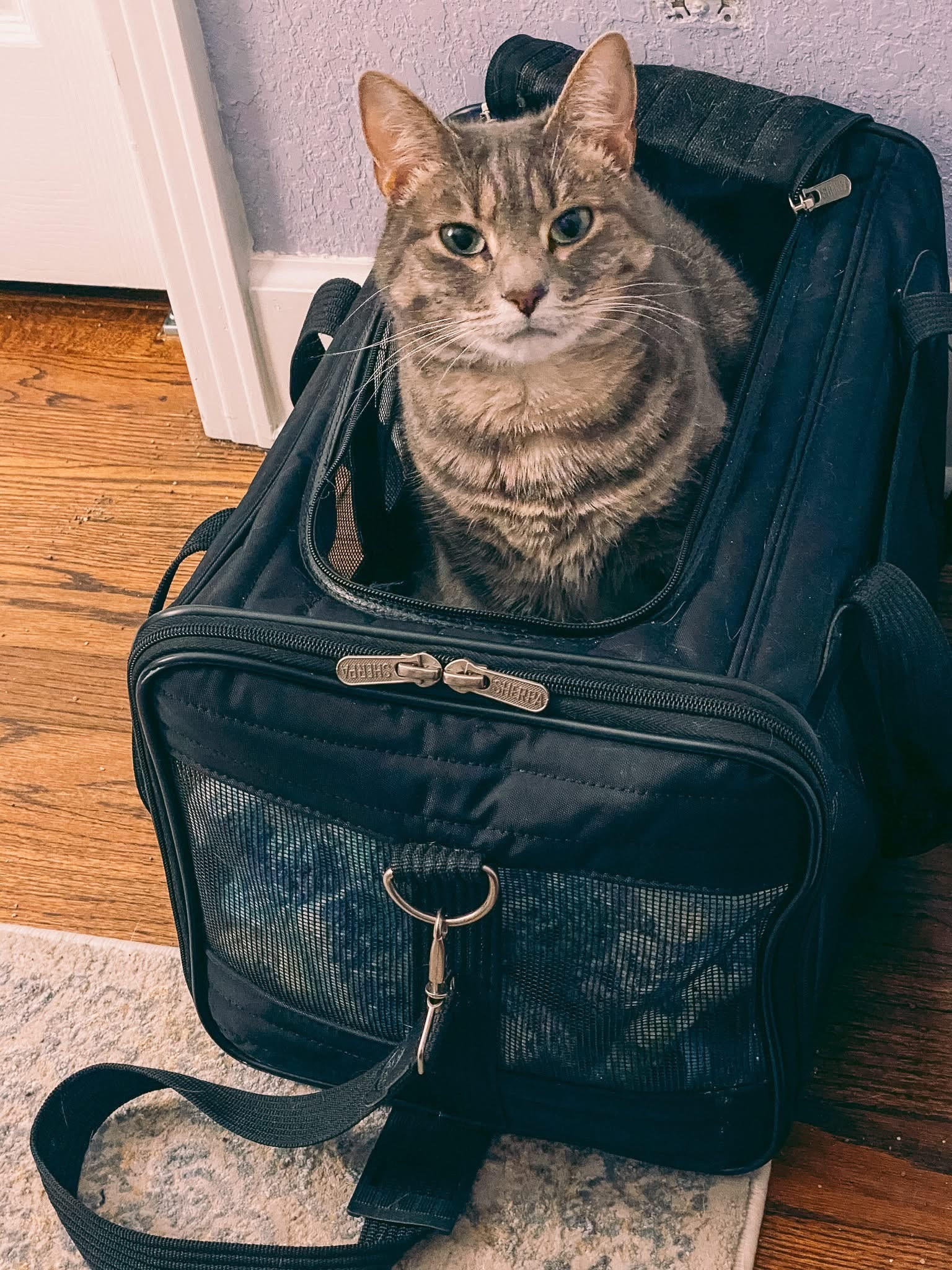 My most-trusted pet carrier for travel with my cats! The kitties actually hang out in these soft sided cat carriers all the time. They’re cozy and secure!

#LTKPets #LTKTravel #LTKFamily