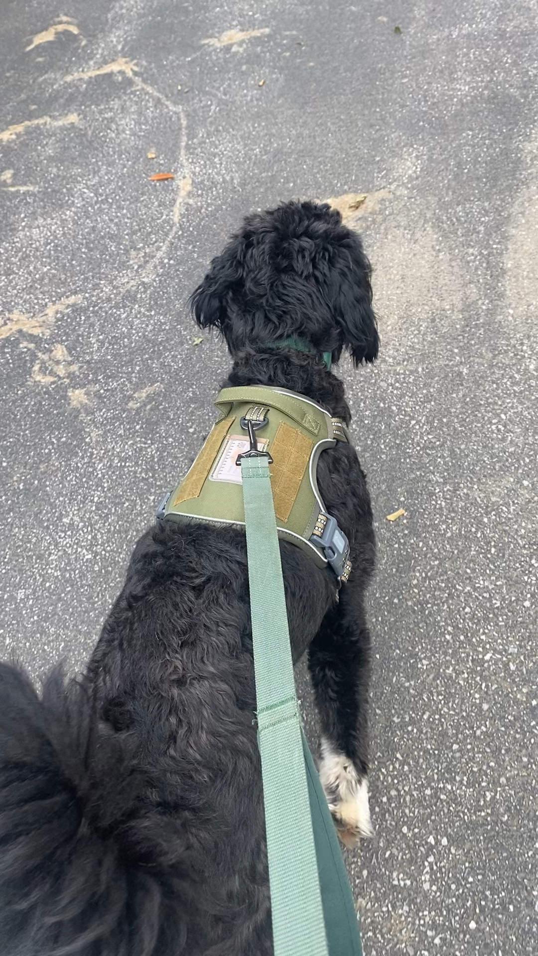 dog supplies
dog leash, dog collar, dog harness -size medium in collar and harness ~33lb doodle dog

#LTKFind #LTKunder50 #LTKxPrimeDay