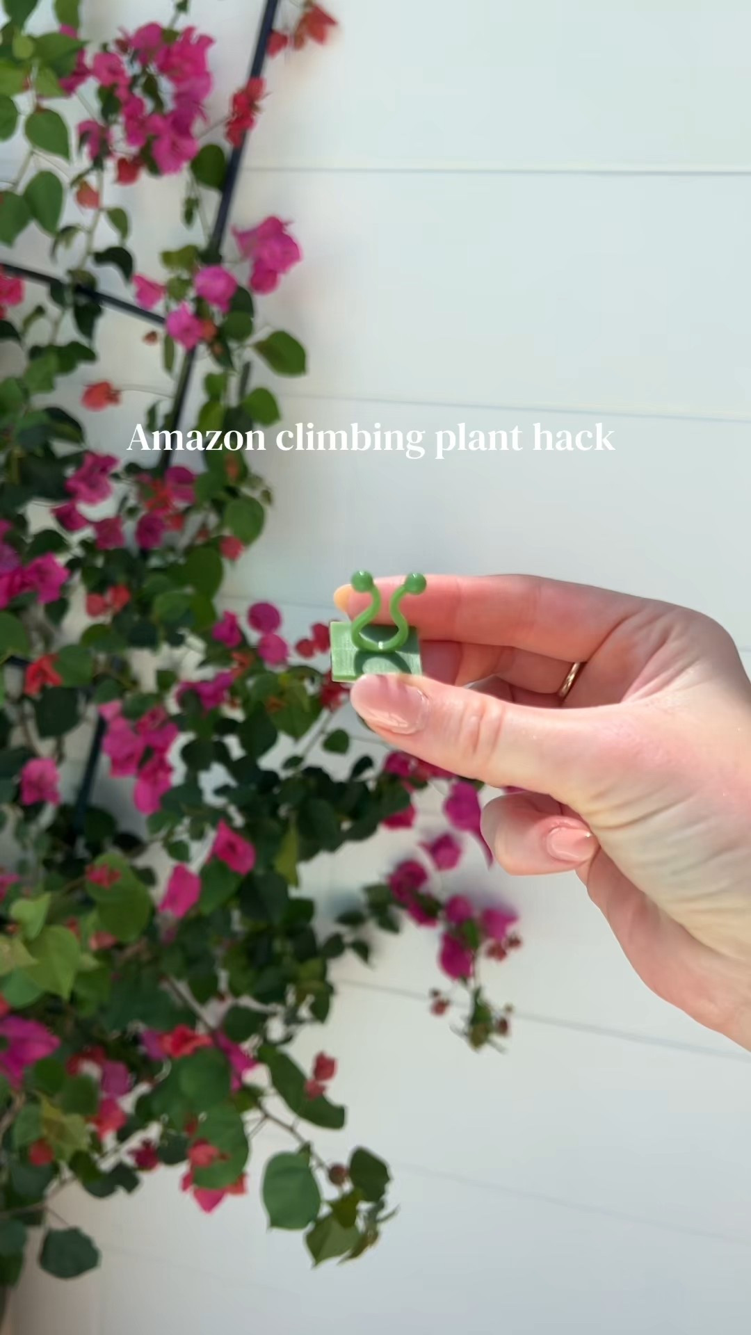Amazon clips for climbing plants 