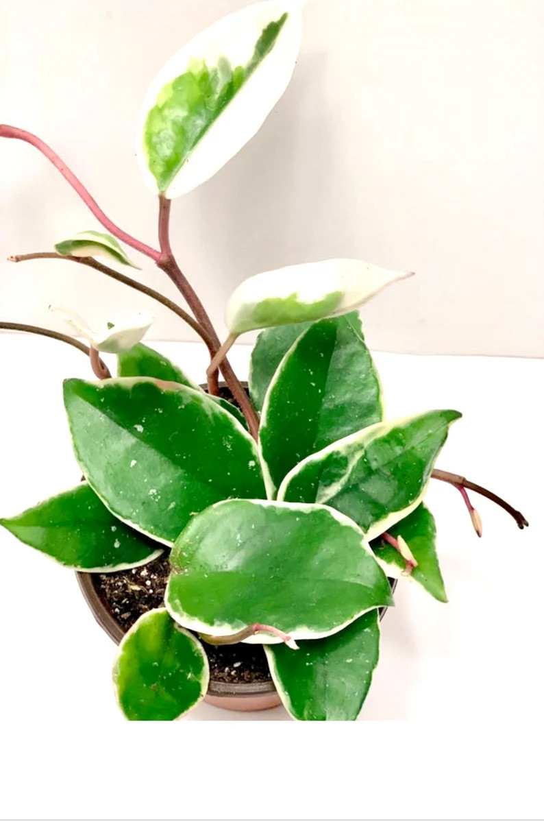 Hoya carnosa 'Krimson Queen' - Tricolor- live variegated indoor house plant- Available in 3", 4",... | Etsy (US)