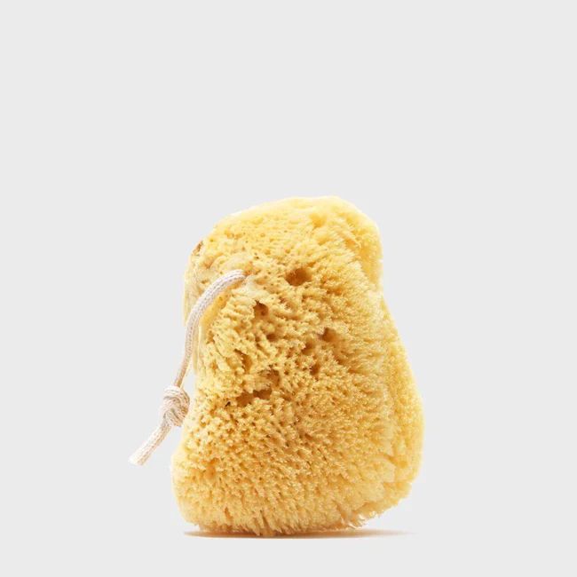 Sea Sponge | Public Goods