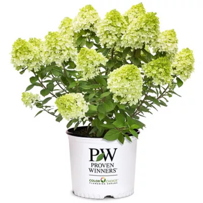 Proven Winners 2 gal. Potted Little Lime Punch Hydrangea Shrub | Tractor Supply