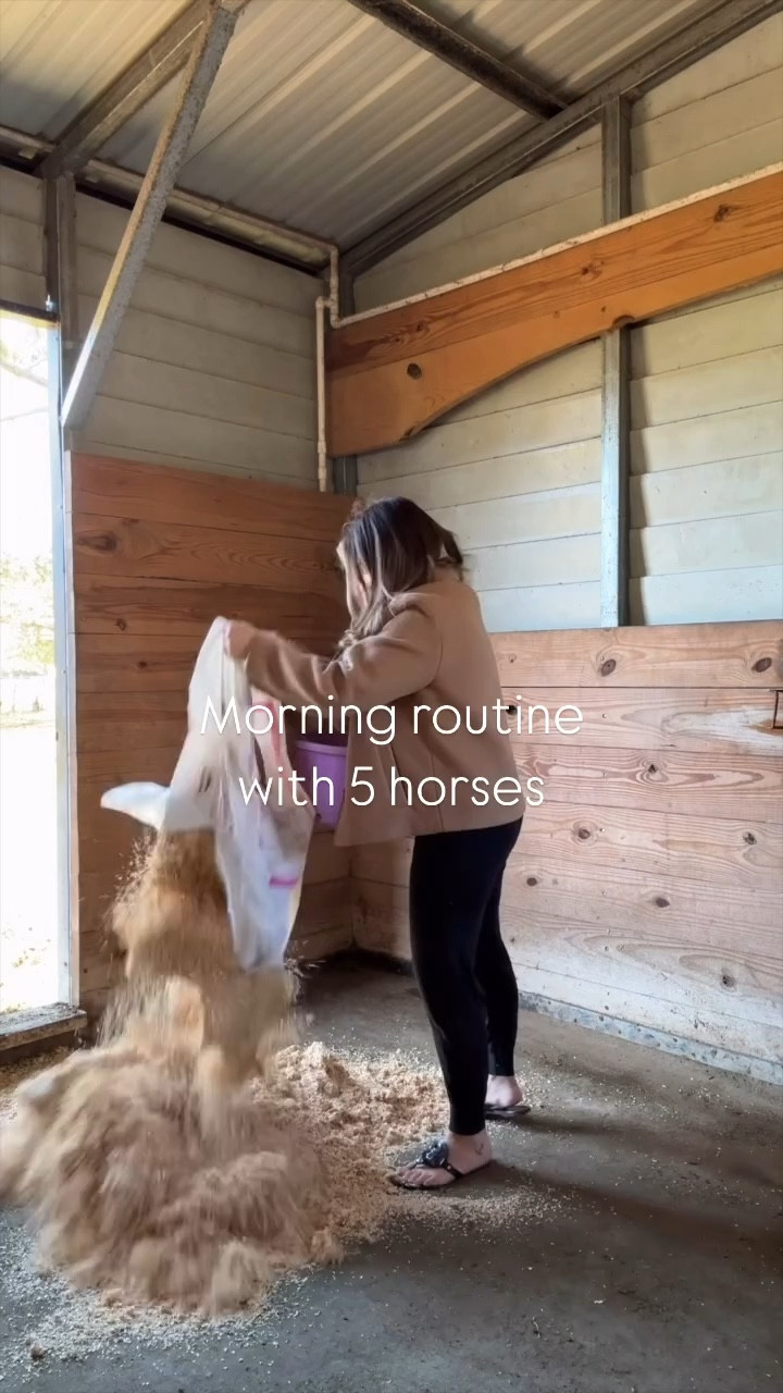 Quick morning routine ✨
Only collected 2 eggs this day 🥲
.
.
.
.
.
.
#horse #horses #chickens #chicks #equestrian #equine #raisingchickens #farm #morningroutine