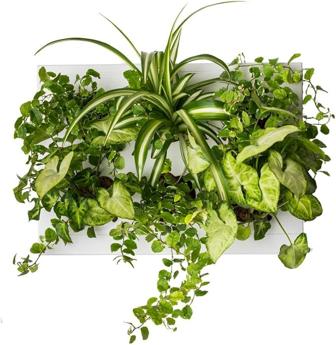 Ortisgreen Hang.Oasi.Home - Indoor Vertical Garden, Contains 1 White Planter Unit, Design Your Ow... | Amazon (US)