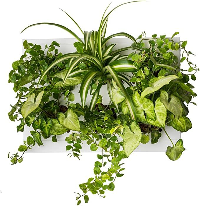 Ortisgreen Hang.Oasi.Home - Indoor Vertical Garden, Contains 1 White Planter Unit, Design Your Ow... | Amazon (US)