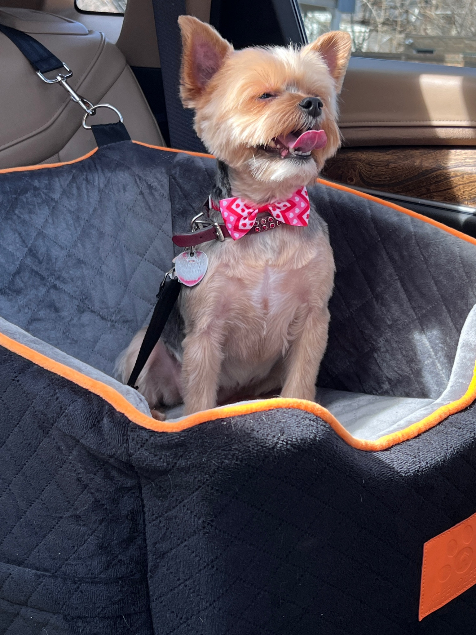 Our dog’s comfort and safety are important to us. 
They love a car ride and do well with a cozy safety seat  

#LTKtravel #LTKfamily
