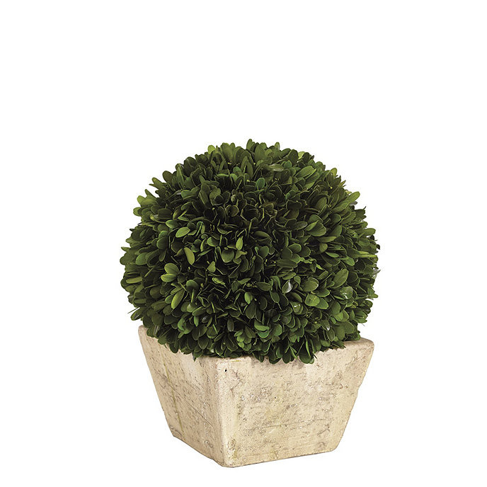 Preserved Boxwood Topiary | Ballard Designs, Inc.
