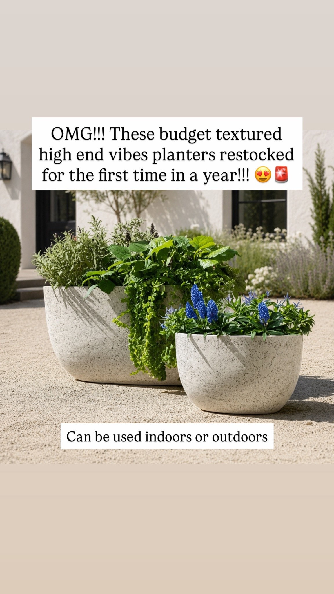OMG!!! These budget textured high end vibes planters restocked for the first time in a year!!! 😍🚨