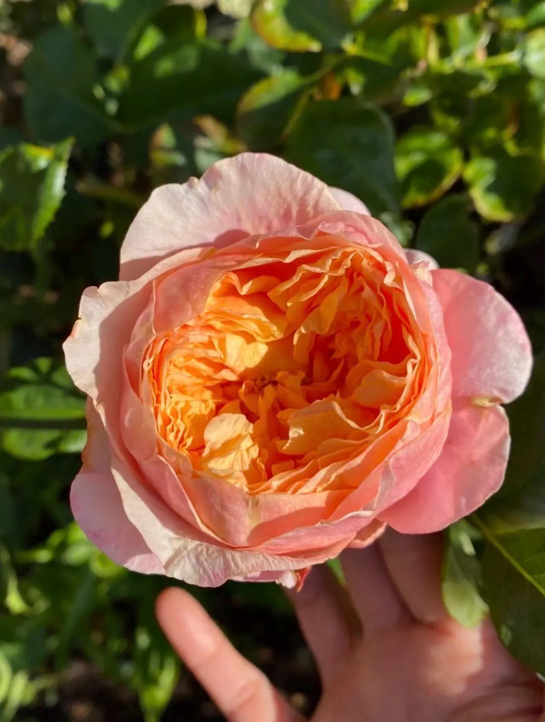 Victorian Secret — Rare Rose Live Plant — Sunset Apricot and Orange Large Blooms — 2 Year O... | Etsy (US)
