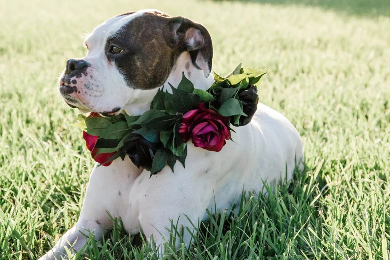 Dog Flower Collar  Dog Halloween Crown  Red and Black Flower | Etsy | Etsy (US)