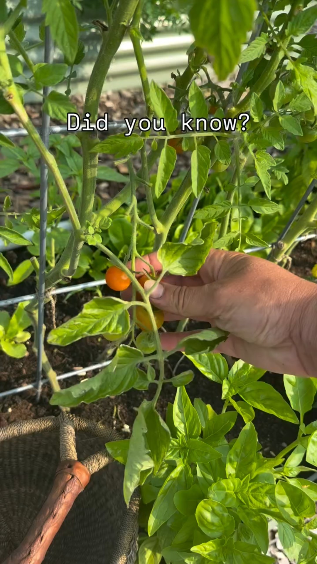 🍅✨ Did you know the best time to pick tomatoes isn’t when they’re fully red? It’s when they hit the blush stage — just starting to turn color!

Here’s why I always pick early:
✅ They ripen perfectly indoors
✅ Less chance of splitting from rain
✅ Fewer pest & critter problems
✅ Longer harvest window

So next time you see that little bit of color… don’t wait! Pick it, let it finish ripening on the counter, and enjoy at peak flavor. 🌿

Do you harvest at blush or wait until they’re bright red on the vine? 👇

#TomatoTips #Gardening101 #HomesteadHarvest #TomatoSeason #GardenToTable #growyourownfood