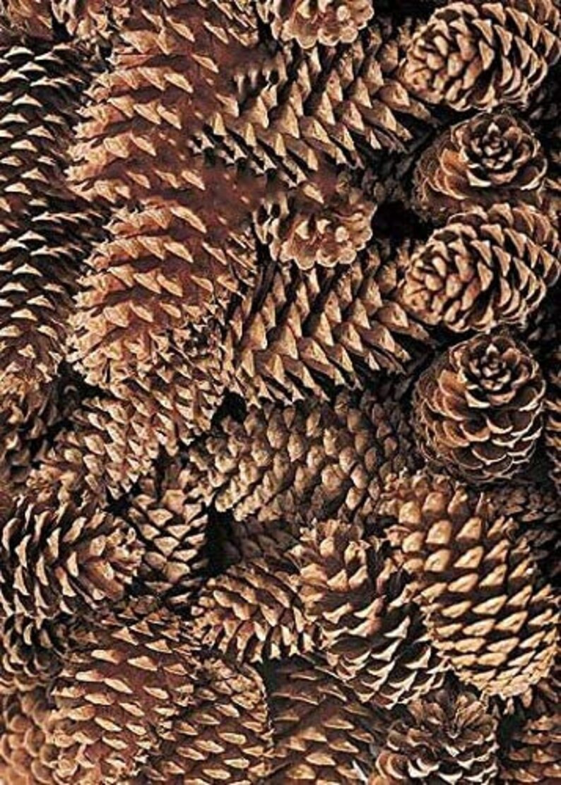 Loblolly Cone Pick Pine Cones for Christmas Decor - Etsy | Etsy (US)