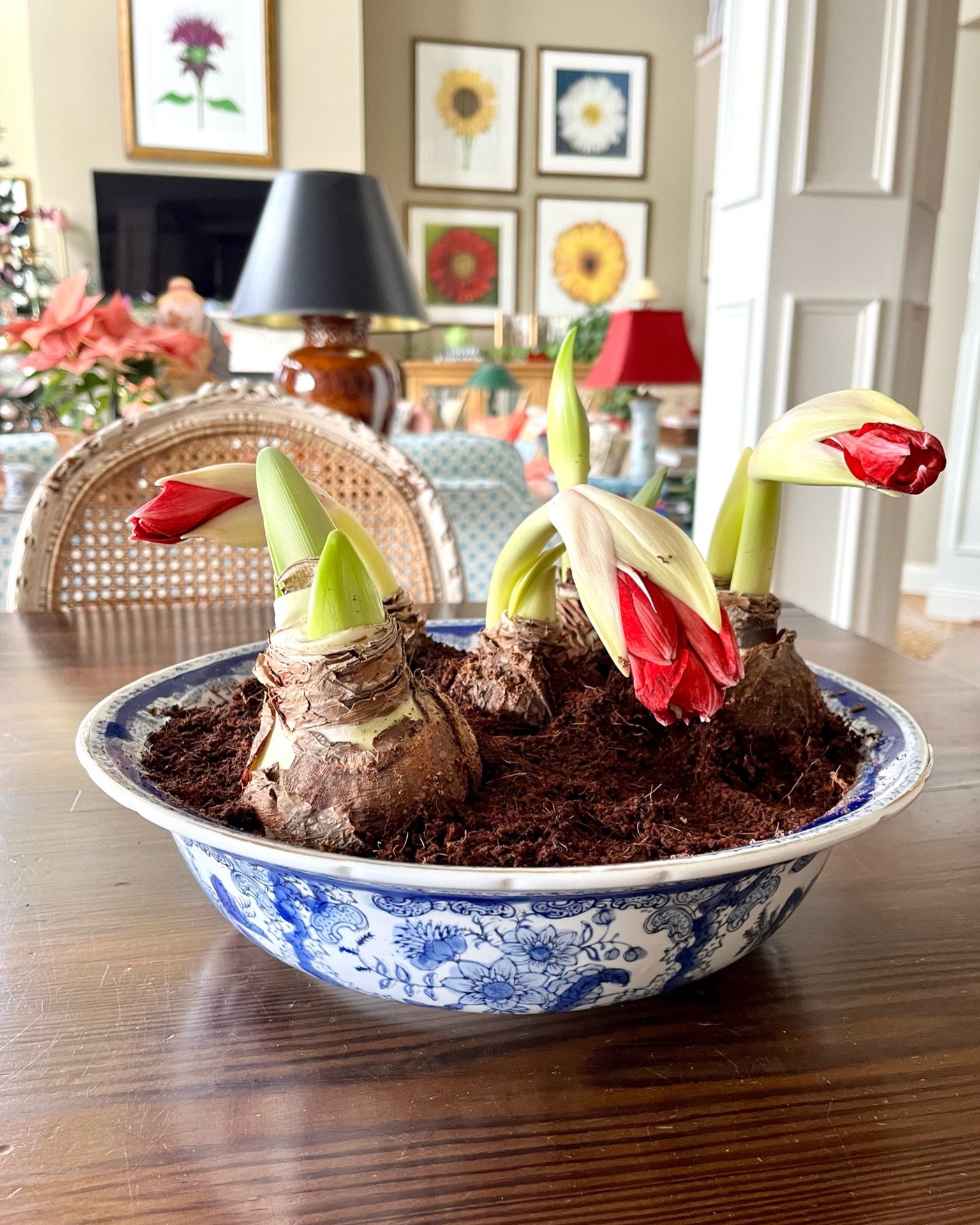 Buy the left-over amaryllis bulbs at Home Depot on clearance then put them all together in a blue and white bowl for winter magic. 

#LTKSeasonal #LTKstyletip #LTKhome