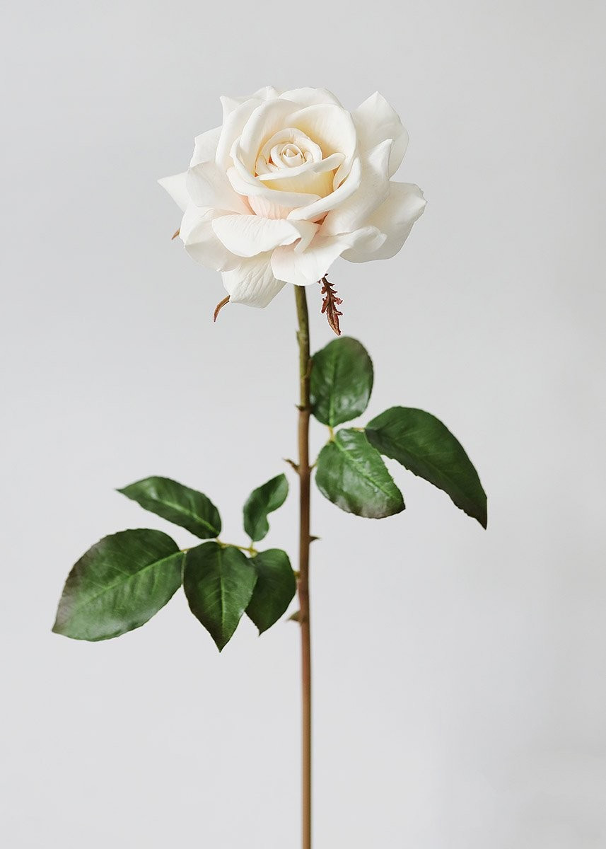 Real Touch Open Dutchess Rose in Cream Blush - 20" Tall | Afloral (US)