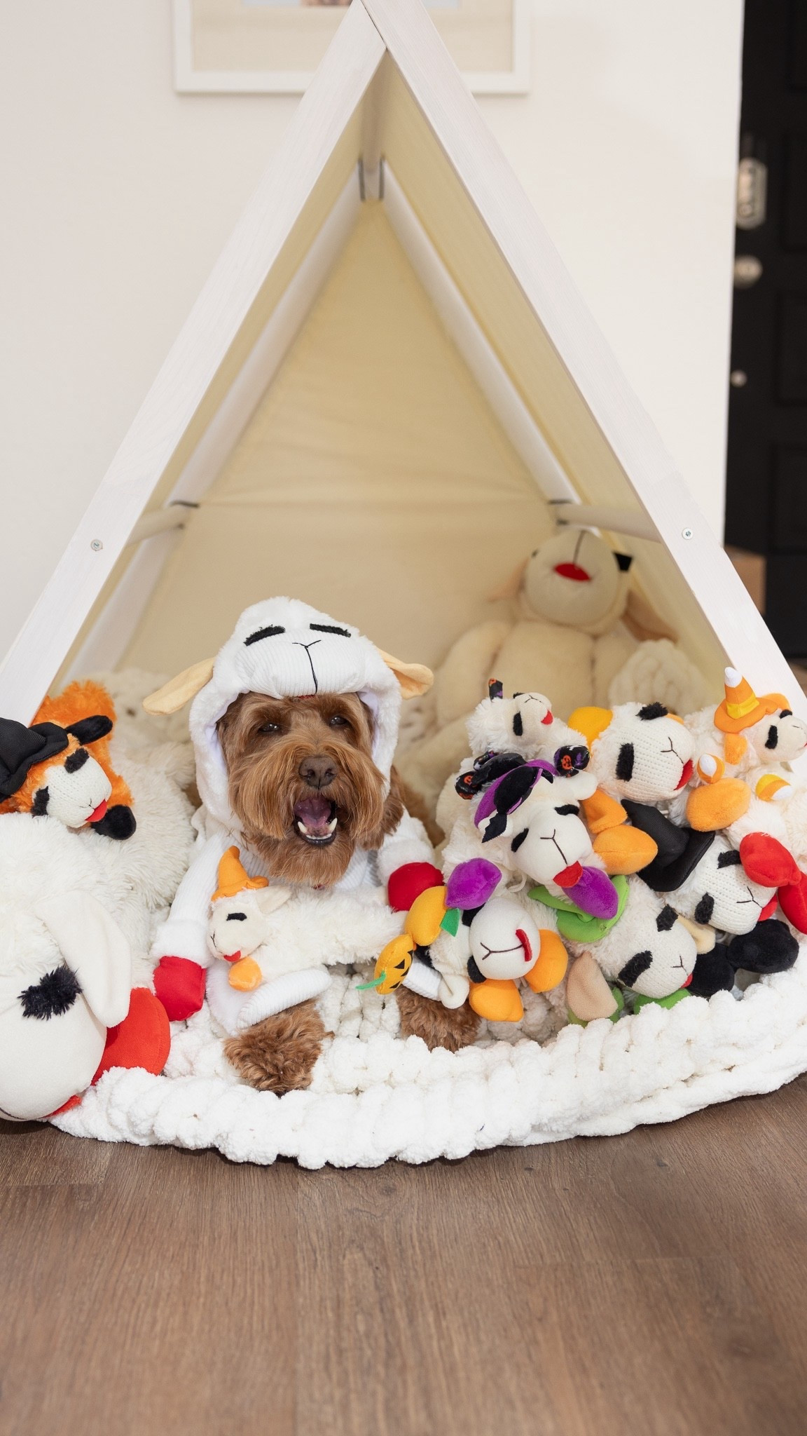 Halloween lambies 🎃👻🐑

#LTKFindsUnder50 #LTKHome #LTKPets