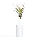 White Air Plant Holder, Air Plant Wire Vase, Modern Planter, Shelf Decor, Small Desk Plant, Best Fri | Amazon (US)