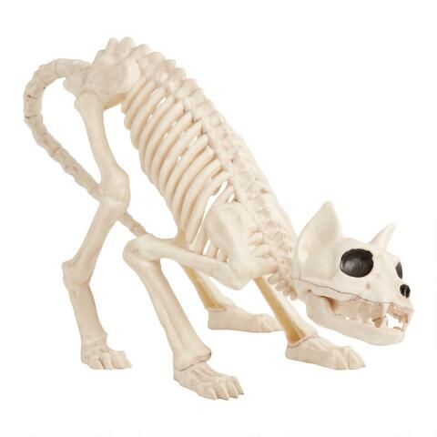Antique Ivory Cat Skeleton Halloween Decor | World Market