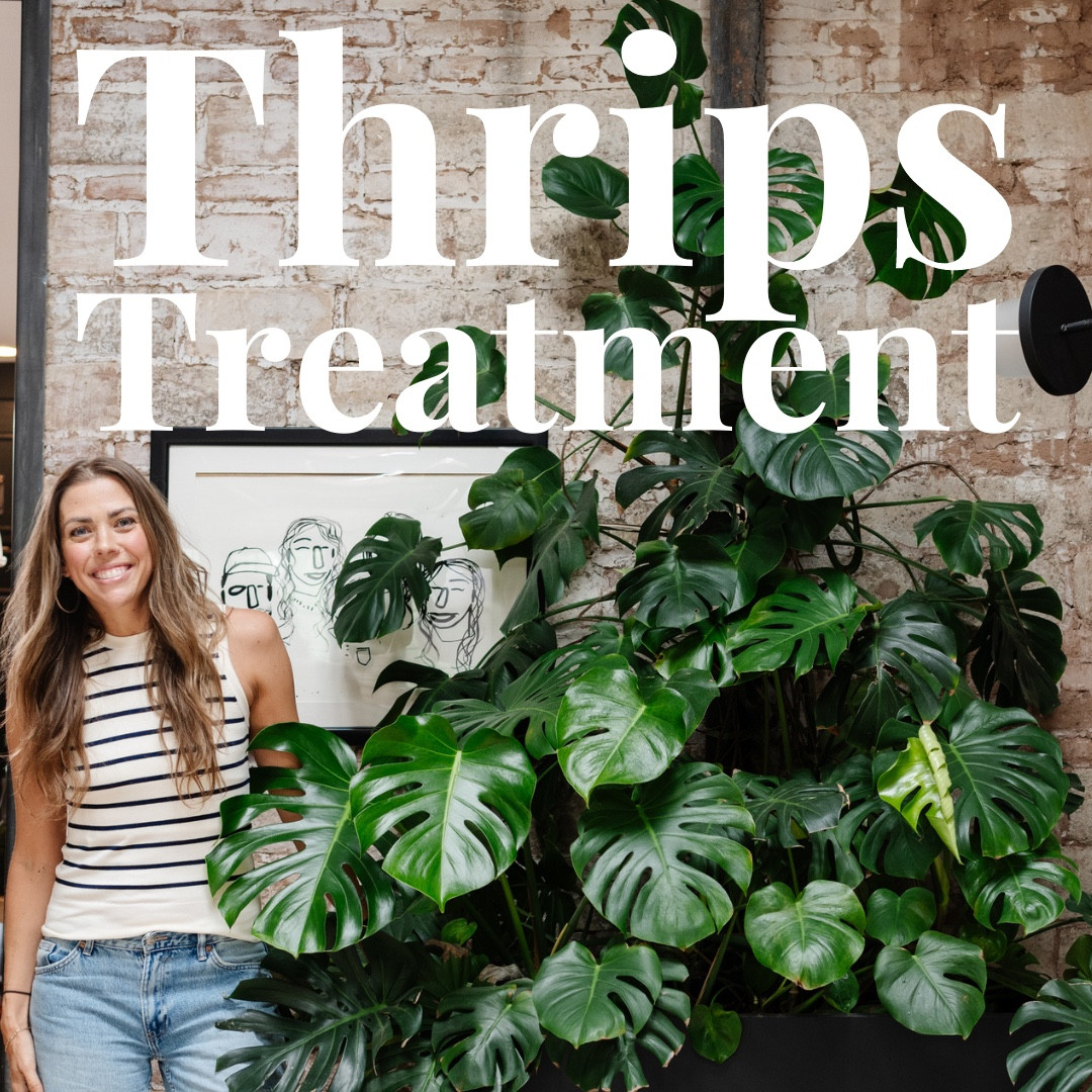 Gentle consistency is the best way to treat pests! Here is my list of products for Thrips in conjunction with Happy Happy Houseplant Neem Oil!