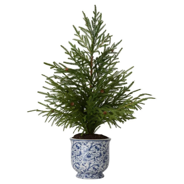 Faux Norfolk Pine Tree in Chinoiserie Planter - Medium
                  
 {"averageRating":"0","... | Cailini Coastal