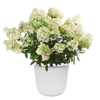 2 Gal. Bobo Hydrangea Shrub with White to Pink Flowers in Decorative Container | The Home Depot