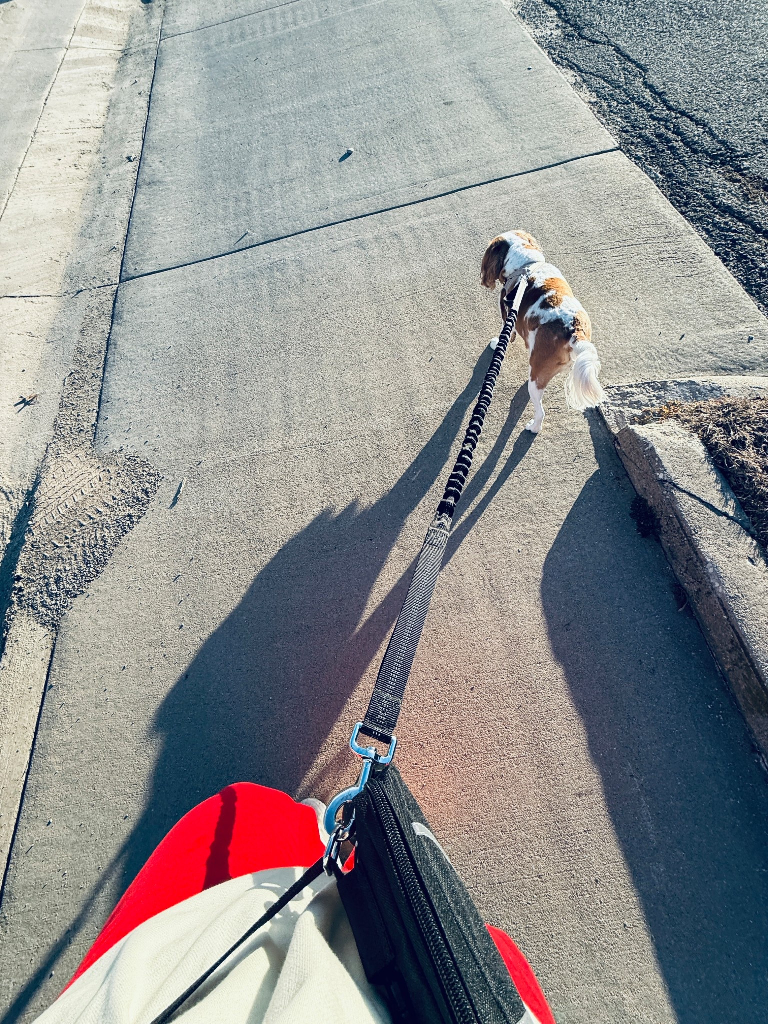 quick walk after school. this hands-free leash has seriously changed my life!