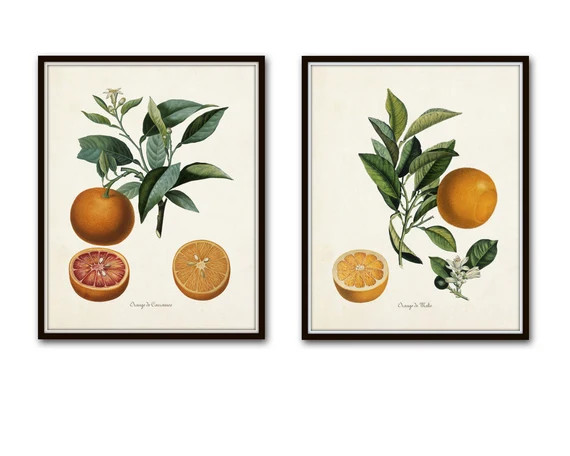 Vintage Citrus Orange Botanical Print Set, Giclee, Antique Botanical, Citrus Prints, Vintage Frui... | Etsy (US)