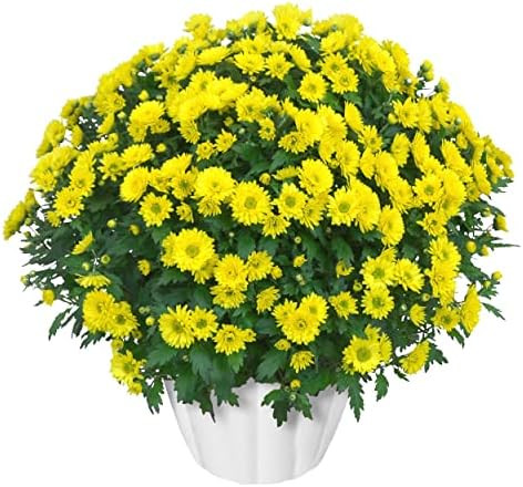 Live Hardy Chrysanthemum in White Pumpkin Deco Pot - Yellow Mum, Beautiful Fall Color, 15" Tall b... | Amazon (US)