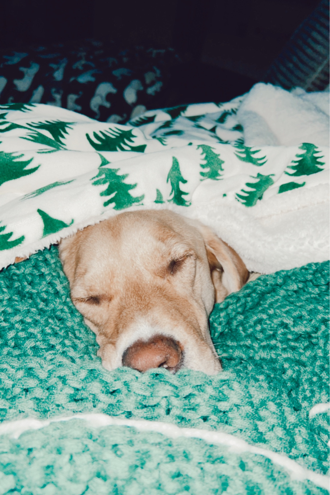 Favorite couch blankets🤍

#LTKHoliday #LTKhome #LTKSeasonal