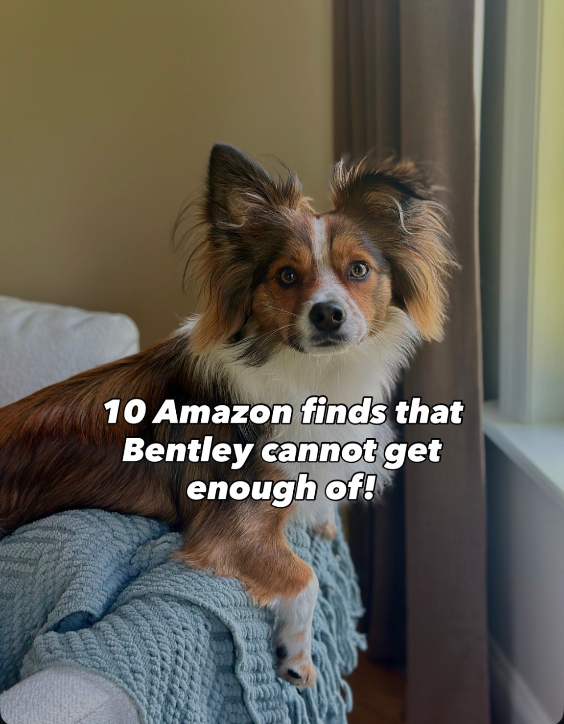 Dog favorites on Amazon!



#LTKPets #LTKHome #LTKFindsUnder50