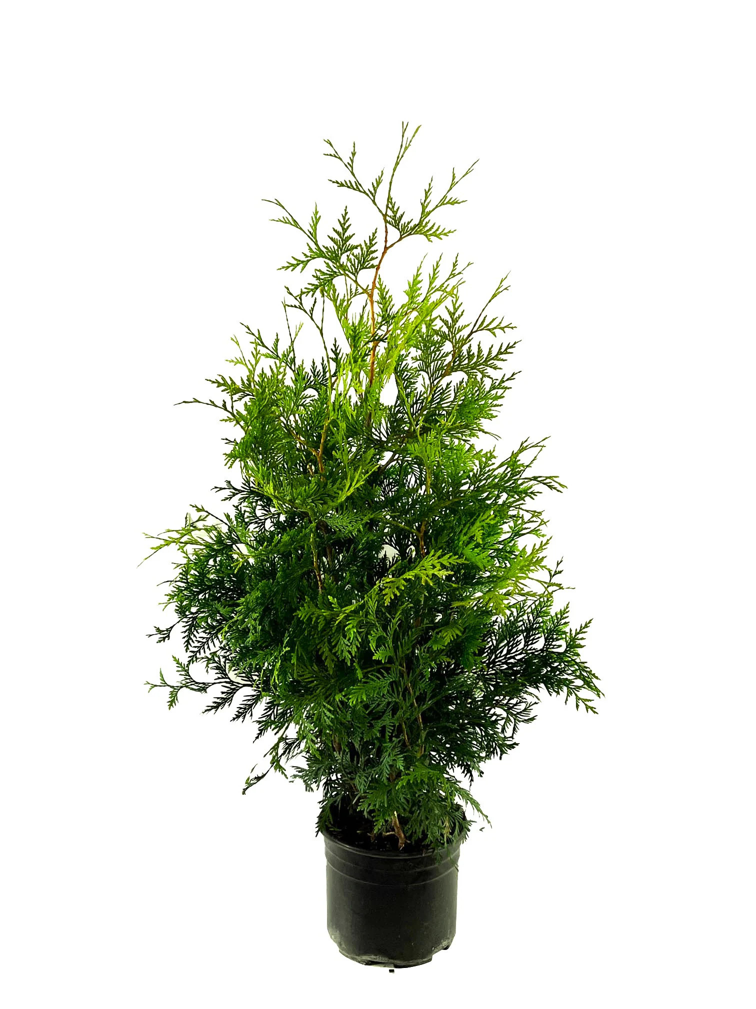 Lowe's Green Giant Arborvitae Foundation/Hedge Shrub in 2.25-Gallon (s) Pot | O885203 | Lowe's