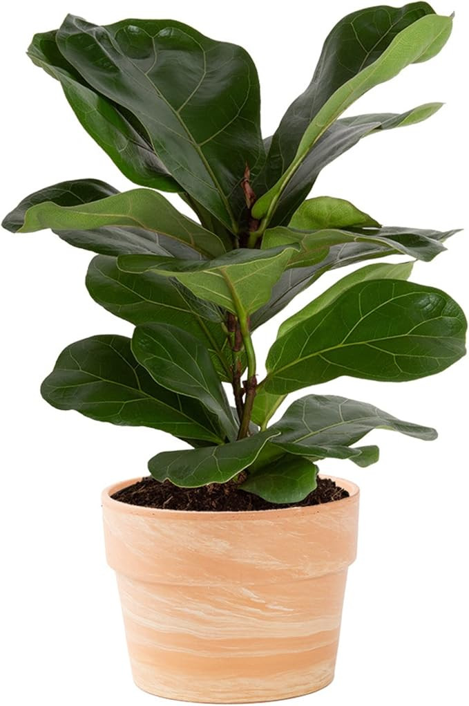 Costa Farms Fiddle Leaf Fig Tree, Live Indoor Plant in Indoors Garden Plant Pot, Potting Soil Mix... | Amazon (US)