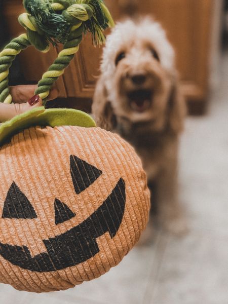 🎃 Your pup will love this cute pumpkin chew toy! A great Target find! 🎯 #target #pets 

#LTKHalloween #LTKSeasonal