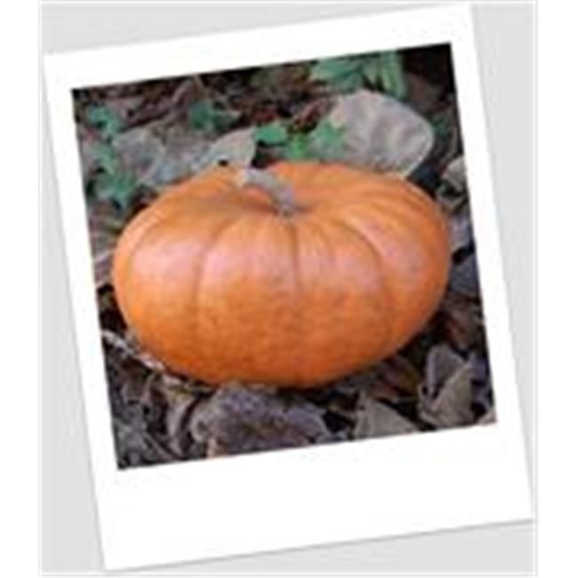 Craft-Tex PUM 4 Small Jarrahdale Pumpkin Fall Harvest - Walmart.com | Walmart (US)