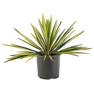 2.25 Gal. Color Guard Yucca Plant with Creamy White and Dark Green Foliage 13120 | The Home Depot