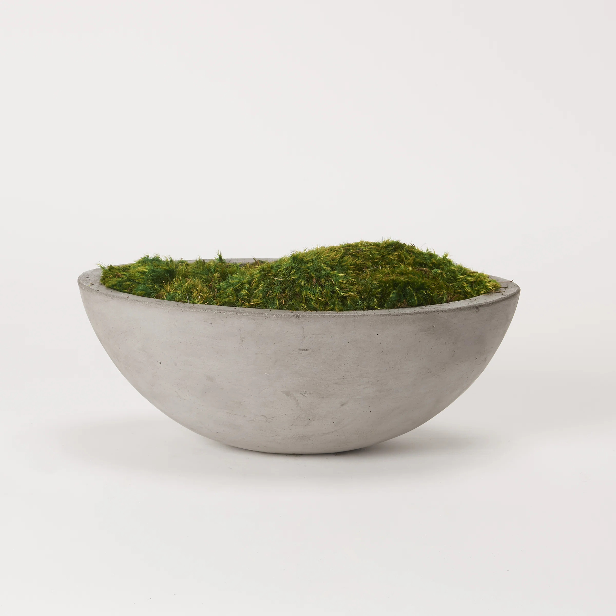 6'' Preserved Mood Moss Plant in Concrete Planter | Wayfair North America