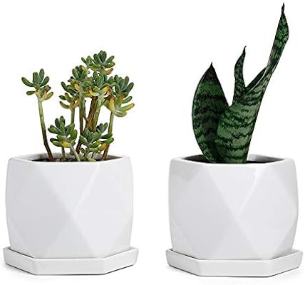 Greenaholics | Amazon (US)