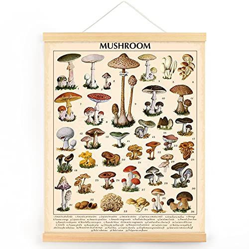 Vintage Mushroom Poster Fungus Wall Art Prints Rustic Mushroom Wall Hanging Illustrative Referenc... | Amazon (US)