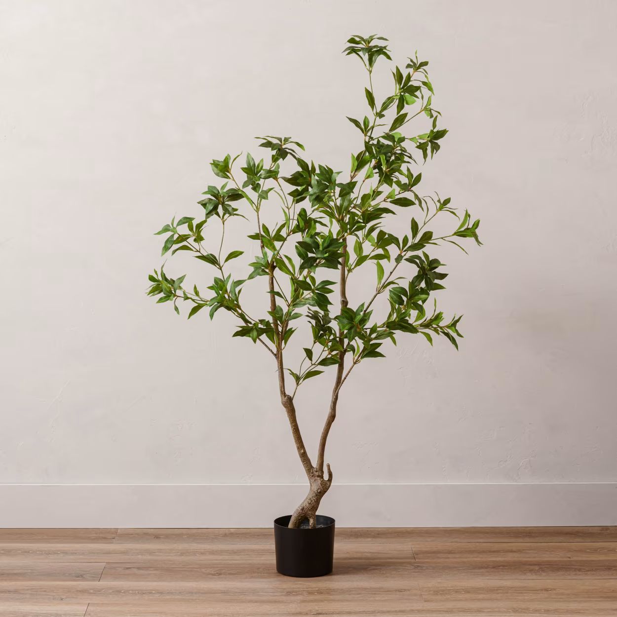 62" Pieris Japonica Tree in Plastic Pot | Magnolia