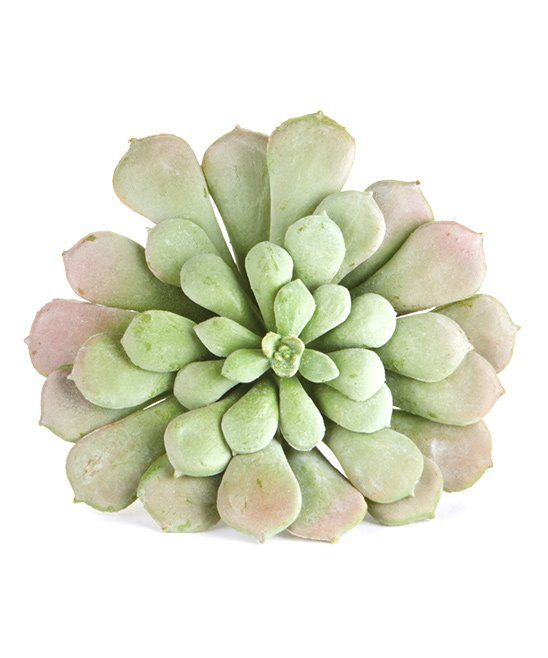 Sage Aeonium Faux Succulent | zulily