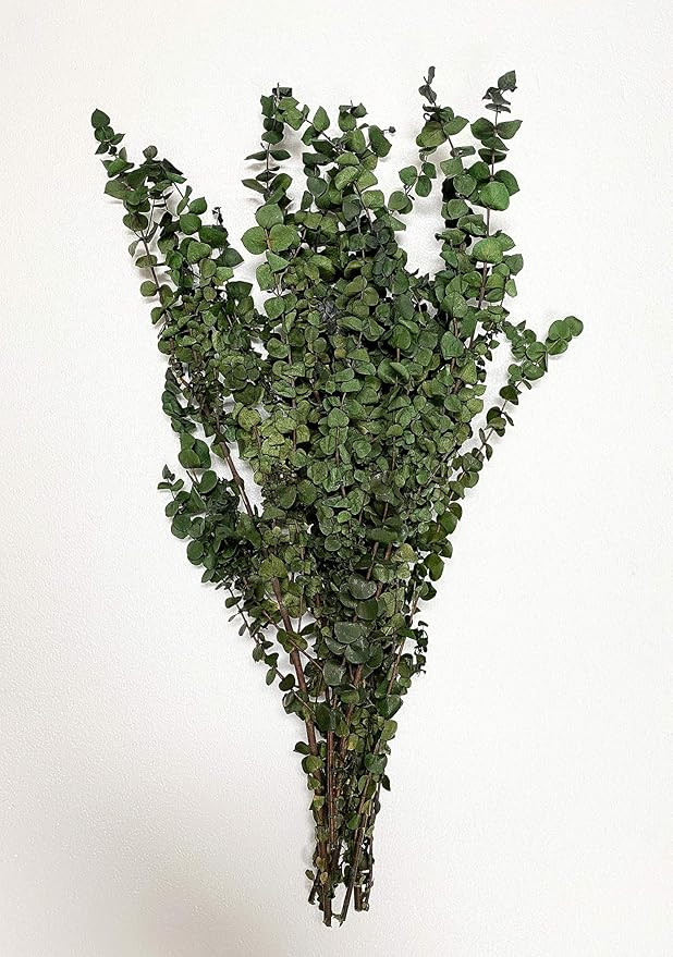 CalCastle Craft Natural Dried Preserved Eucalyptus Branches Large 30" Tall Bulk 1 LB / 8 OZ (Wash... | Amazon (US)