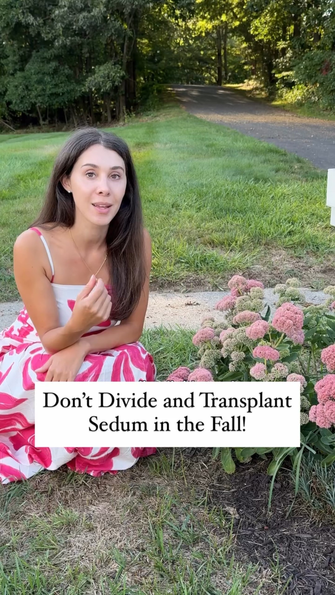 Fall is the best time of year to dig and divide plants…except for sedum! Sedum is happiest if you wait to dig and divide it until the springtime. Unlike spring and summer blooming perennials, sedum is just getting started putting together its show in the fall. Disturbing its root system and subjecting the plant to extra stress and transplant shock can stunt your plants growth and reduce the flowers. #gardening #gardening101 #growyourownflowers #sedum #autumnjoy