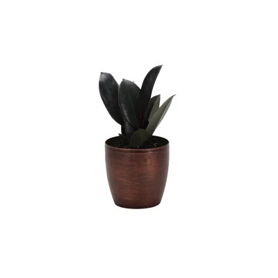 6" Live Rubber Plant in Pot Thorsen's Greenhouse Base Color: Copper | Wayfair North America