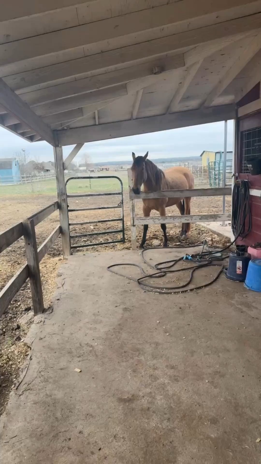Barn life is never boring.

#horses #countryliving #slowliving #barnjacket #barnjacketoutfit #traveloutfit #springfashion

#LTKWatchNow #LTKActive #LTKPets