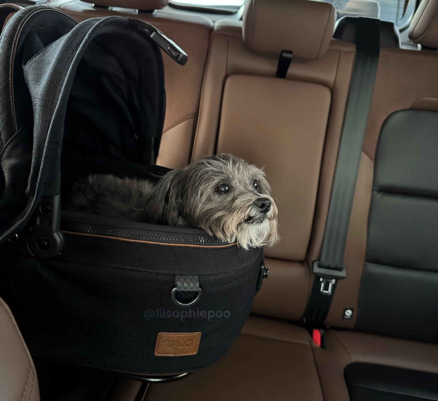 The absolute best splurge for the Dog Mom in your life. Tavo pets car seat - car safety is number one especially in the winter months!

We have the small & have been looking to add the stroller option for down the road! 

#LTKHoliday #LTKTravel #LTKPets