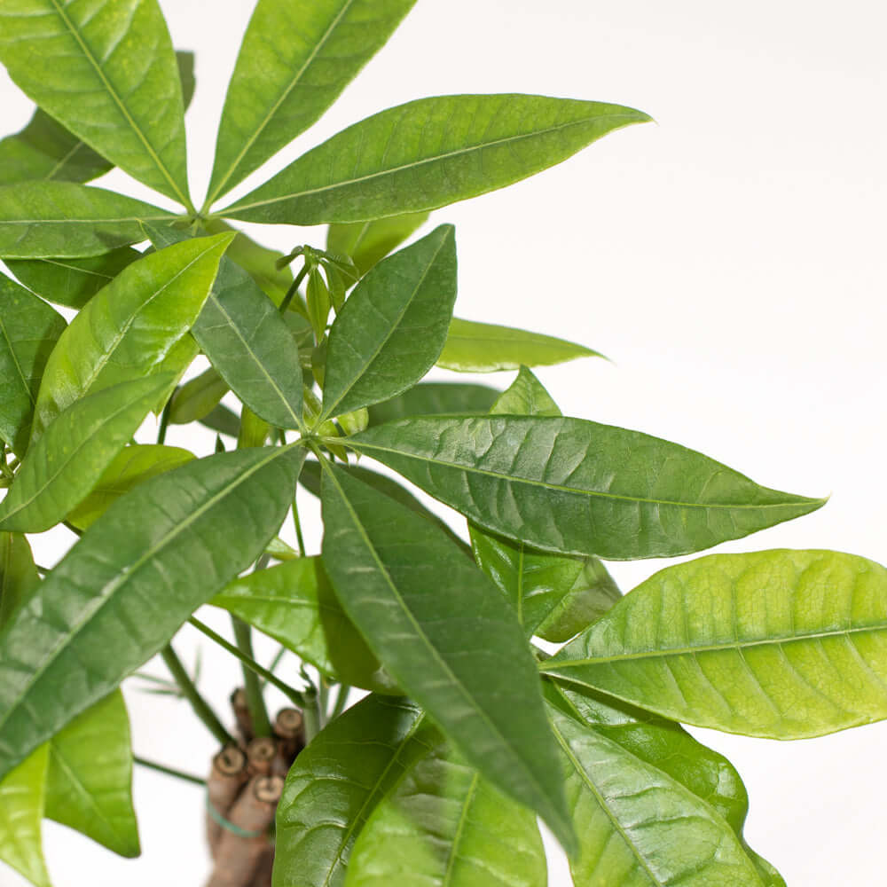 Braided Money Tree Pachira aquatica Lucky Plant | Verdant Lyfe