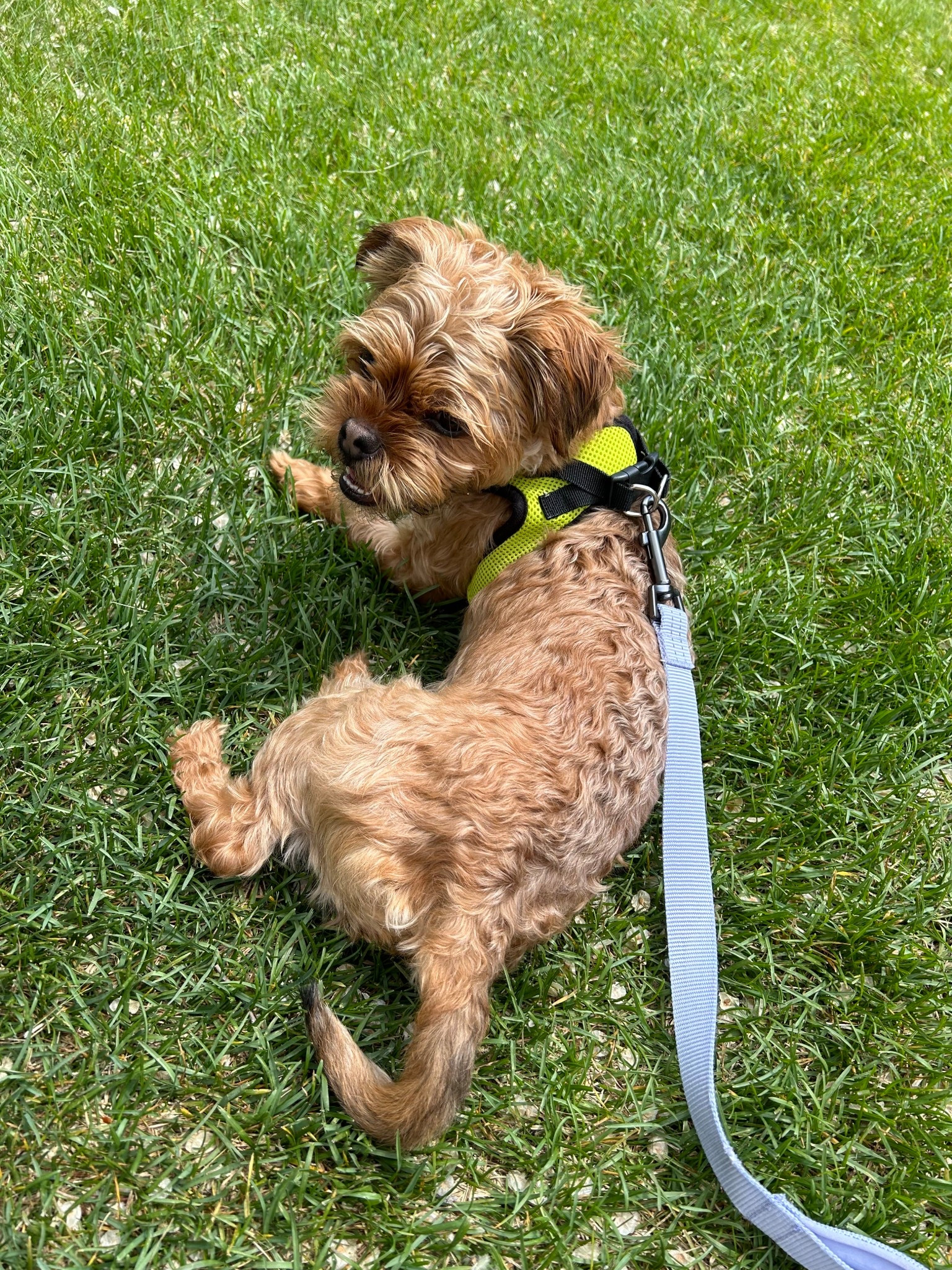 Pet leash and harness we use 🐾

#LTKdayinmylife #LTKootd #LTKSaleAlert