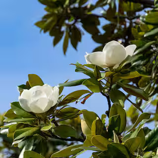 3 gal. Magnolia Little Gem | The Home Depot