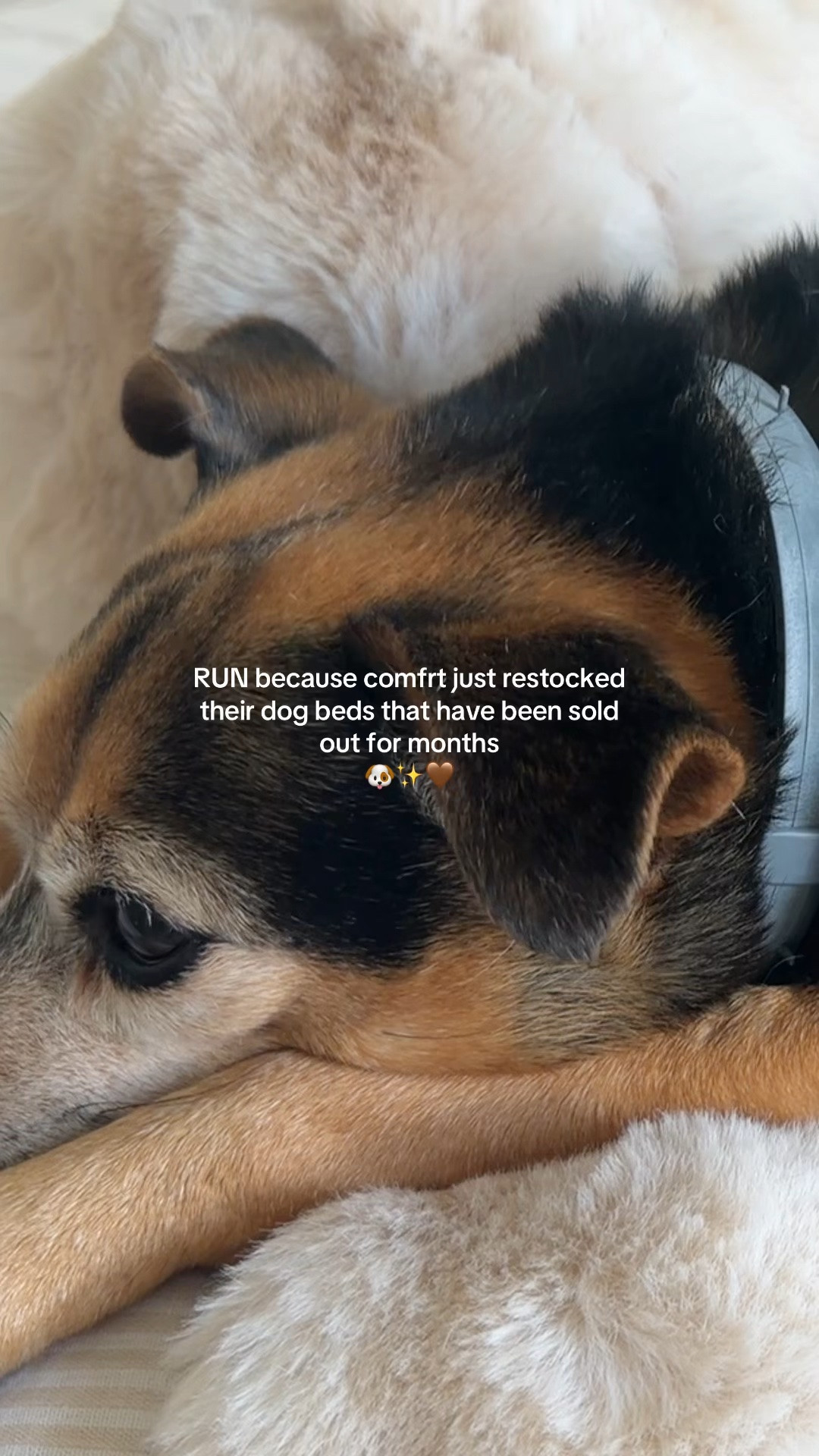 Your dog will love you even more 🐾🐾 (and they will go out of stock again)