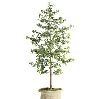 Outdoor 6 ft. Quince Tree | Frontgate | Frontgate