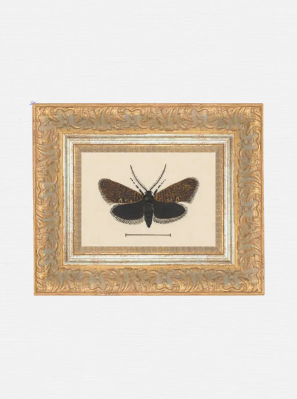 Moth | House of Jade Home